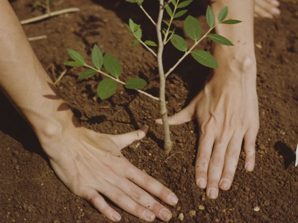 Prakriti Prem tree-sapling initiative with NavSahyog — ARDEM