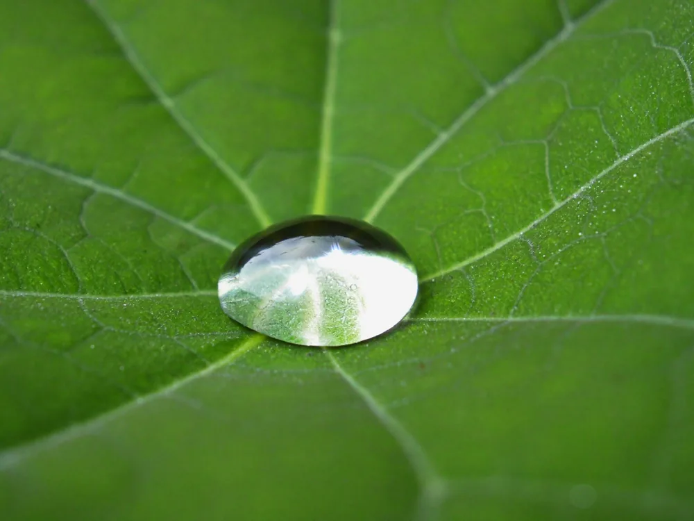 Local environmental actions across global sites — ResultsCX