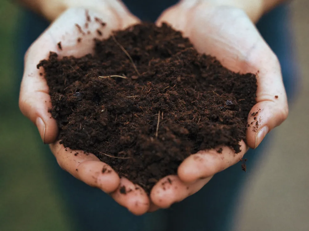 World Environment Day sapling planting — Genpact
