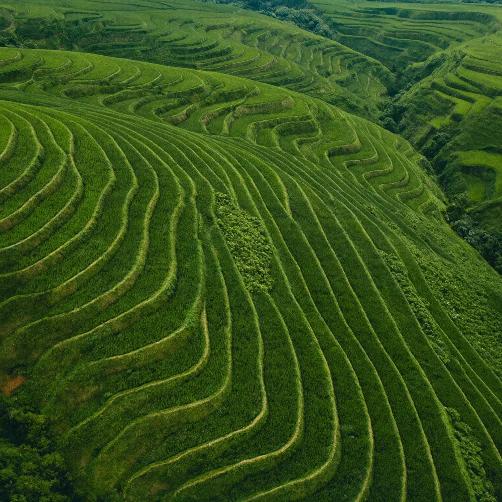 Mega Plantation Drive — Coforge
